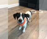 Small #9 Chihuahua Mix