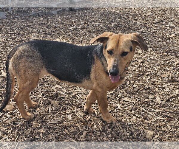 Medium Photo #10 Beagle-Unknown Mix Puppy For Sale in Bloomingdale, NJ, USA