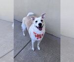 Snugglebug - Female Great Pyrenees-Unknown Mix Dog for Adoption - Small photo