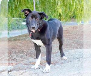 Lab-Pointer Dogs for adoption in San Diego, CA, USA