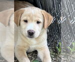 Small #2 Mutt