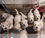 Small Photo #6 Golden Retriever Puppy For Sale in CARLTON, GA, USA