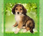 Puppy Mini Julia Bernedoodle (Miniature)