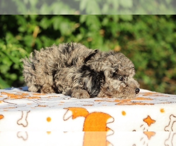 Medium Photo #28 Poodle (Toy) Puppy For Sale in DYERSBURG, TN, USA