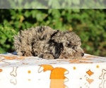 Small #27 Poodle (Toy)