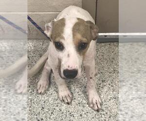 Labrador Retriever-Unknown Mix Dogs for adoption in Conroe, TX, USA