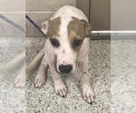ZUZU - Female Labrador Retriever-Unknown Mix Dog for Adoption - Small photo