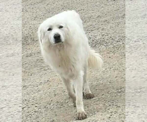 Medium Photo #5 Great Pyrenees-Unknown Mix Puppy For Sale in Minneapolis, MN, USA