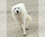 Small #4 Great Pyrenees Mix