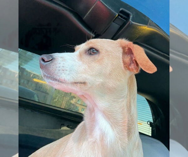 Medium Photo #2 Italian Greyhound-Whippet Mix Puppy For Sale in Dana Point, CA, USA