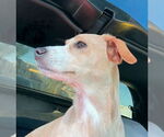 Small #1 Italian Greyhound-Whippet Mix