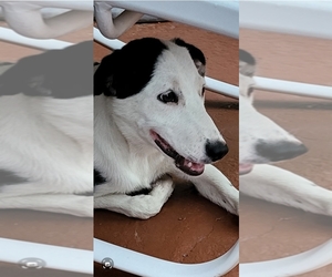 Basenji Mix Dog for Adoption in RANCHO CORDOVA, California USA