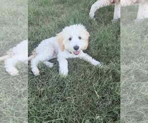 Maltipoo (Miniature) Dogs for adoption in McKinney, TX, USA
