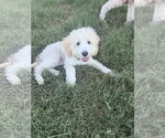 Small Maltipoo (Miniature)