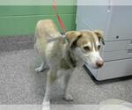 Small Huskies  Mix