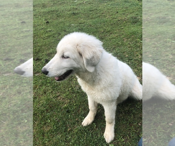 Medium Photo #15 Maremma Sheepdog Puppy For Sale in SPOKANE, MO, USA