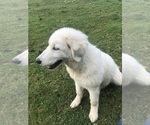 Small #14 Maremma Sheepdog