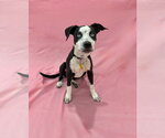 Small #8 Australian Shepherd-Catahoula Leopard Dog Mix