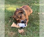 Small #40 American Pit Bull Terrier Mix