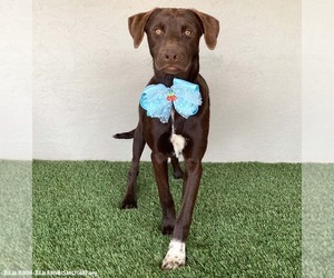 Sammi - Female Chocolate Labrador retriever-Weimaraner Mix Dog for Adoption - Photo #10