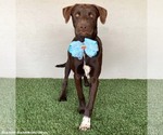 Small #9 Chocolate Labrador retriever-Weimaraner Mix