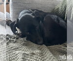 Small #4 Beagle-Pointer Mix
