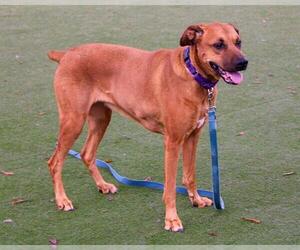 Rhodesian Ridgeback-Unknown Mix Dogs for adoption in Martinez, CA, USA