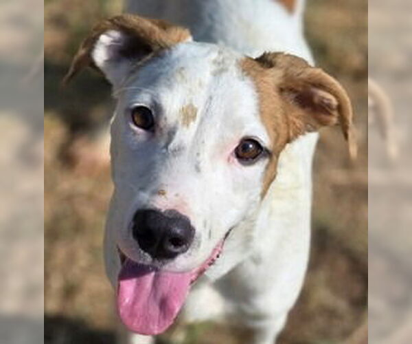 Medium Photo #1 Mutt Puppy For Sale in Canton, CT, USA