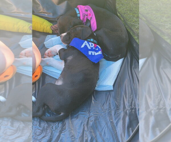 Medium Photo #3 Labrador Retriever-Unknown Mix Puppy For Sale in Springdale, PA, USA