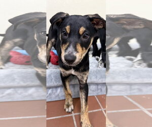 Mutt Dogs for adoption in Jefferson, NJ, USA