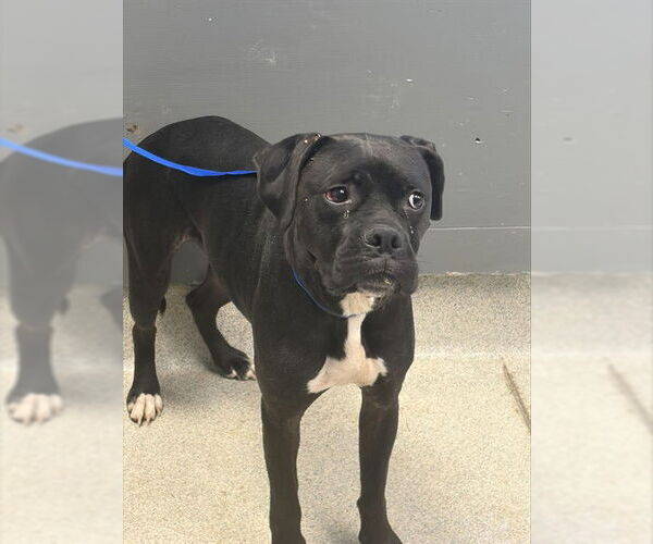 Medium Photo #1 Boxer-Unknown Mix Puppy For Sale in Tallahassee, FL, USA