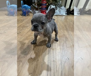French Bulldog Puppy for sale in STKN, CA, USA