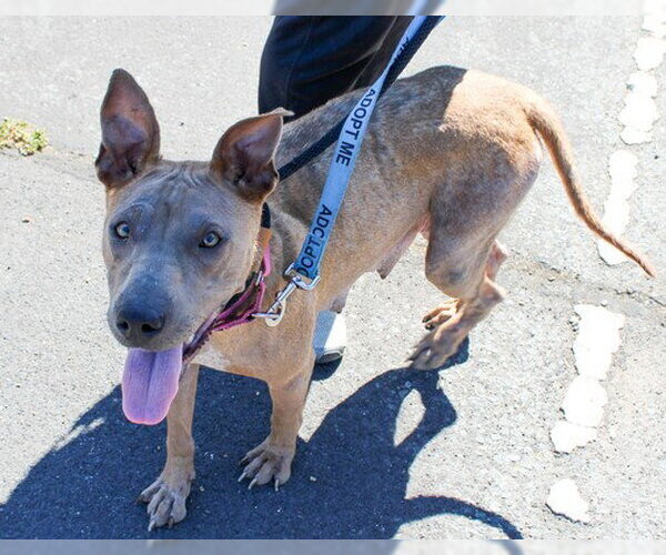 Medium Photo #1 Mutt Puppy For Sale in Martinez, CA, USA