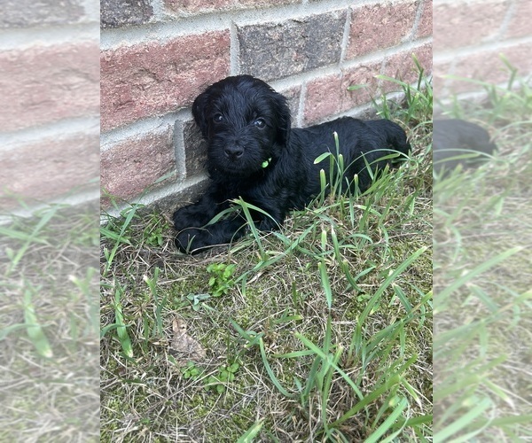 Medium Photo #8 Labradoodle Puppy For Sale in WILLISTON, SC, USA