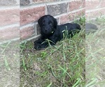 Puppy Lime green Labradoodle