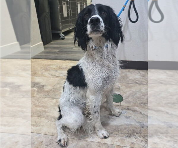 Medium Photo #2 Mutt Puppy For Sale in Lakewood, CO, USA