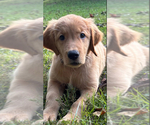 Small #2 Golden Retriever