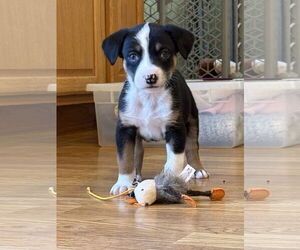 Australian Shepherd-Unknown Mix Dogs for adoption in Plainfield, IL, USA