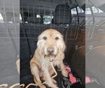 Small #13 Golden Retriever Mix