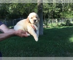 Small Photo #3 Golden Retriever Puppy For Sale in MATTAPOISETT, MA, USA