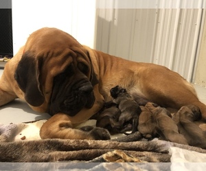 Mother of the Mastiff puppies born on 08/12/2021