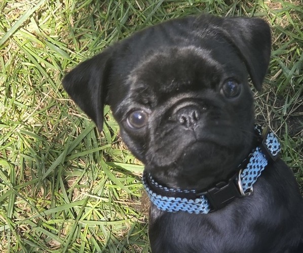 Medium Photo #1 Pug Puppy For Sale in HILLSDALE, MI, USA