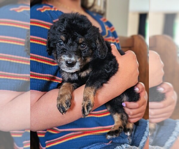 Medium Photo #34 Bernedoodle (Miniature) Puppy For Sale in DAVIS, CA, USA