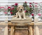 Small Photo #13 Goldendoodle Puppy For Sale in FRANKLIN, VA, USA