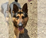 Small #4 German Shepherd Dog