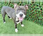 Small #2 American Pit Bull Terrier