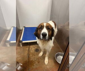 Coonhound-Saint Bernard Mix Dogs for adoption in Bolivar, MO, USA