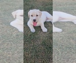 Puppy Red Labrador Retriever