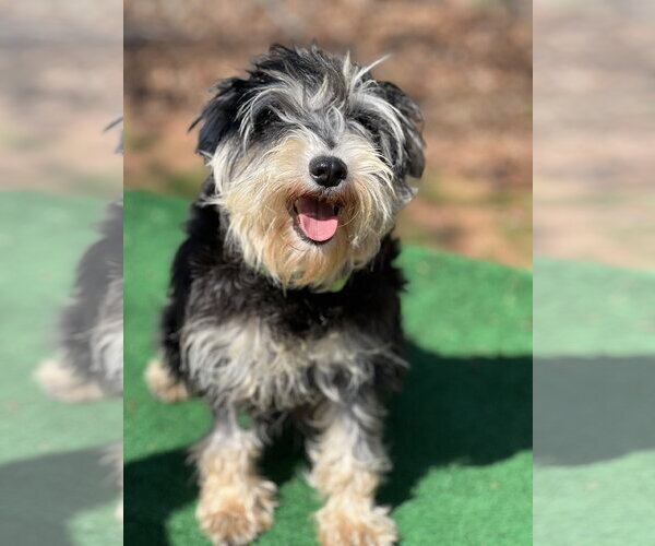 Medium Photo #3 Mutt Puppy For Sale in Lakemont, GA, USA