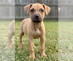 Small #1 Boxer Mix